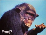 chimp-fmaj7